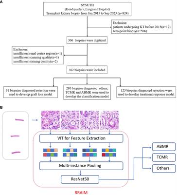 Deep learning-enabled classification of kidney allograft rejection on whole slide histopathologic images